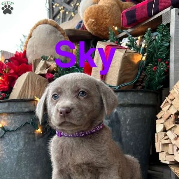 Sky, Silver Labrador Retriever Puppy